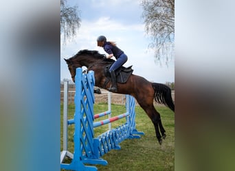 Deutsches Sportpferd, Stute, 4 Jahre, 164 cm, Brauner