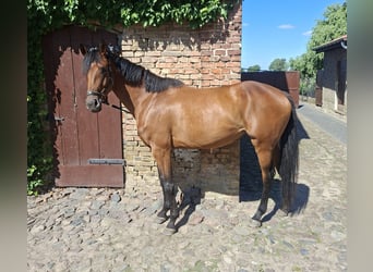 Deutsches Sportpferd, Stute, 4 Jahre, 164 cm, Brauner