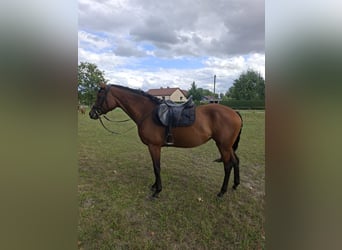 Deutsches Sportpferd, Stute, 4 Jahre, 164 cm, Brauner