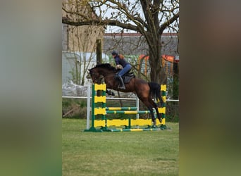 Deutsches Sportpferd, Stute, 4 Jahre, 164 cm, Brauner