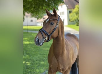 Deutsches Sportpferd, Stute, 4 Jahre, 164 cm, Dunkelfuchs