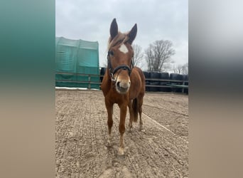 Deutsches Sportpferd, Stute, 4 Jahre, 164 cm, Fuchs
