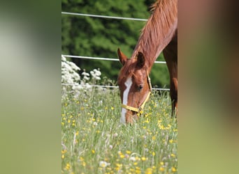 Deutsches Sportpferd, Stute, 4 Jahre, 164 cm, Fuchs