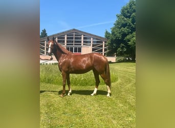 Deutsches Sportpferd, Stute, 4 Jahre, 164 cm, Fuchs