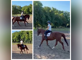 Deutsches Sportpferd, Stute, 4 Jahre, 164 cm, Fuchs