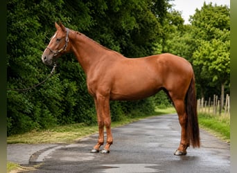 Deutsches Sportpferd, Stute, 4 Jahre, 164 cm, Fuchs