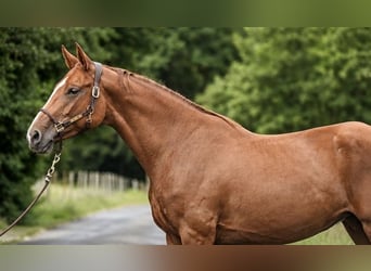 Deutsches Sportpferd, Stute, 4 Jahre, 164 cm, Fuchs