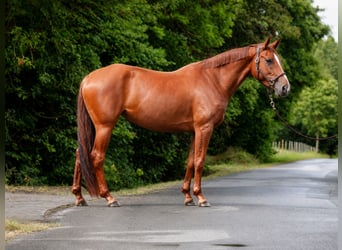 Deutsches Sportpferd, Stute, 4 Jahre, 164 cm, Fuchs