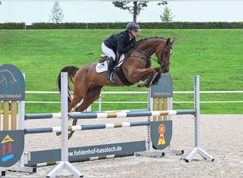 Deutsches Sportpferd, Stute, 4 Jahre, 164 cm, Fuchs