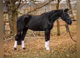 Deutsches Sportpferd, Stute, 4 Jahre, 164 cm, Rappe