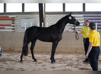 Deutsches Sportpferd, Stute, 4 Jahre, 164 cm, Rappe