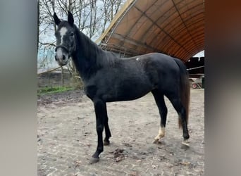 Deutsches Sportpferd, Stute, 4 Jahre, 164 cm, Schimmel