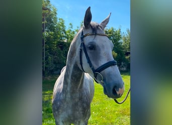 Deutsches Sportpferd, Stute, 4 Jahre, 165 cm, Apfelschimmel