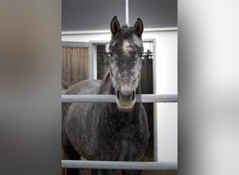 Deutsches Sportpferd, Stute, 4 Jahre, 165 cm, Apfelschimmel
