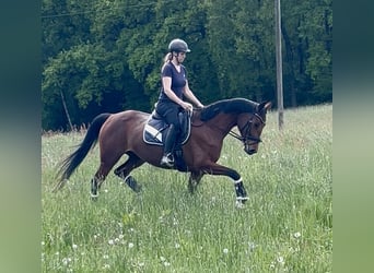 Deutsches Sportpferd, Stute, 4 Jahre, 165 cm, Brauner
