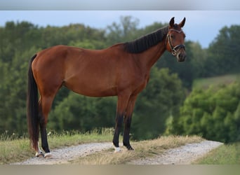 Deutsches Sportpferd, Stute, 4 Jahre, 165 cm, Brauner