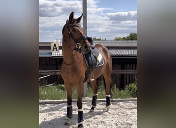 Deutsches Sportpferd, Stute, 4 Jahre, 165 cm, Brauner