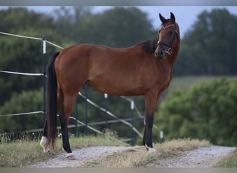 Deutsches Sportpferd, Stute, 4 Jahre, 165 cm, Brauner