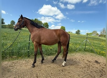 Deutsches Sportpferd, Stute, 4 Jahre, 165 cm, Brauner