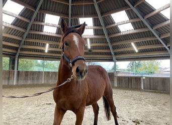 Deutsches Sportpferd, Stute, 4 Jahre, 165 cm, Brauner