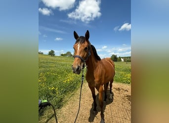 Deutsches Sportpferd, Stute, 4 Jahre, 165 cm, Brauner