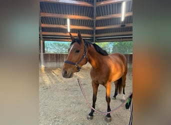 Deutsches Sportpferd, Stute, 4 Jahre, 165 cm, Brauner