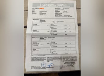 Deutsches Sportpferd, Stute, 4 Jahre, 165 cm, Brauner
