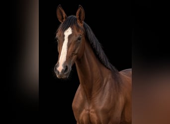 Deutsches Sportpferd, Stute, 4 Jahre, 165 cm, Brauner
