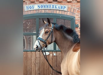 Deutsches Sportpferd, Stute, 4 Jahre, 165 cm, Brauner