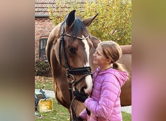 Deutsches Sportpferd, Stute, 4 Jahre, 165 cm, Brauner