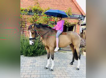 Deutsches Sportpferd, Stute, 4 Jahre, 165 cm, Brauner