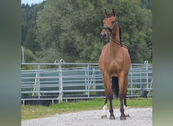 Deutsches Sportpferd, Stute, 4 Jahre, 165 cm, Brauner