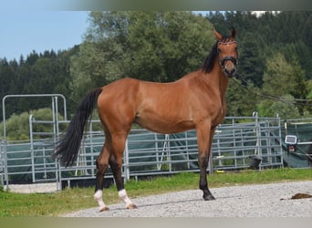 Deutsches Sportpferd, Stute, 4 Jahre, 165 cm, Brauner