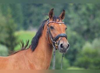 Deutsches Sportpferd, Stute, 4 Jahre, 165 cm, Brauner