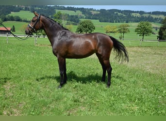 Deutsches Sportpferd, Stute, 4 Jahre, 165 cm, Brauner