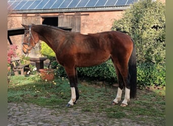 Deutsches Sportpferd, Stute, 4 Jahre, 165 cm, Brauner