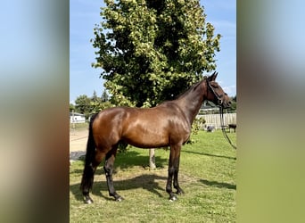 Deutsches Sportpferd, Stute, 4 Jahre, 165 cm, Brauner