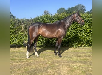 Deutsches Sportpferd, Stute, 4 Jahre, 165 cm, Brauner