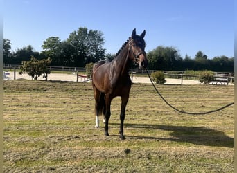 Deutsches Sportpferd, Stute, 4 Jahre, 165 cm, Brauner