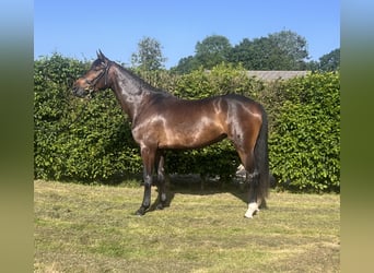 Deutsches Sportpferd, Stute, 4 Jahre, 165 cm, Brauner