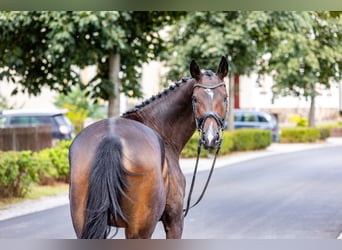 Deutsches Sportpferd, Stute, 4 Jahre, 165 cm, Dunkelbrauner