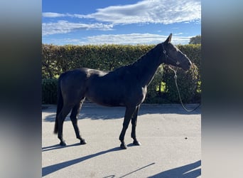Deutsches Sportpferd, Stute, 4 Jahre, 165 cm, Dunkelbrauner