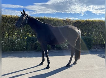 Deutsches Sportpferd, Stute, 4 Jahre, 165 cm, Dunkelbrauner