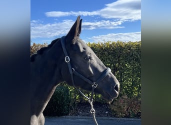 Deutsches Sportpferd, Stute, 4 Jahre, 165 cm, Dunkelbrauner