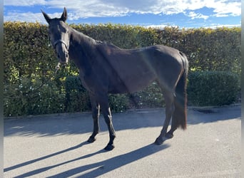Deutsches Sportpferd, Stute, 4 Jahre, 165 cm, Dunkelbrauner