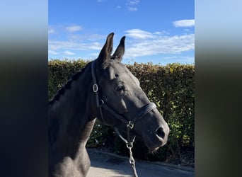 Deutsches Sportpferd, Stute, 4 Jahre, 165 cm, Dunkelbrauner