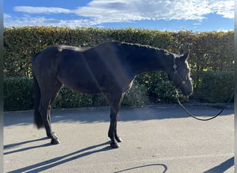 Deutsches Sportpferd, Stute, 4 Jahre, 165 cm, Dunkelbrauner