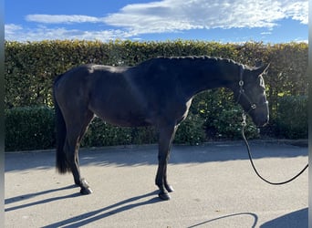 Deutsches Sportpferd, Stute, 4 Jahre, 165 cm, Dunkelbrauner
