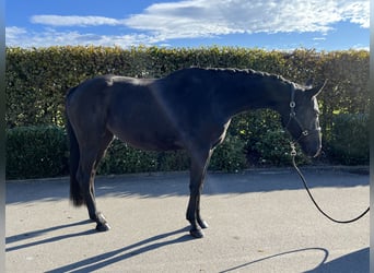 Deutsches Sportpferd, Stute, 4 Jahre, 165 cm, Dunkelbrauner