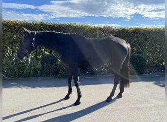 Deutsches Sportpferd, Stute, 4 Jahre, 165 cm, Dunkelbrauner
